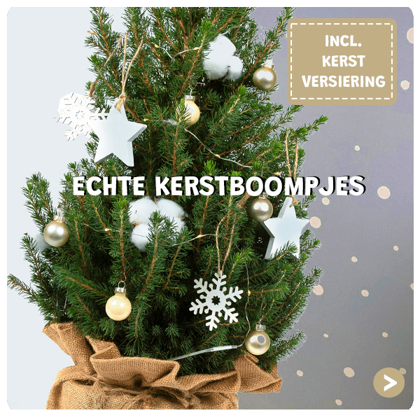 Echte kerstboompjes