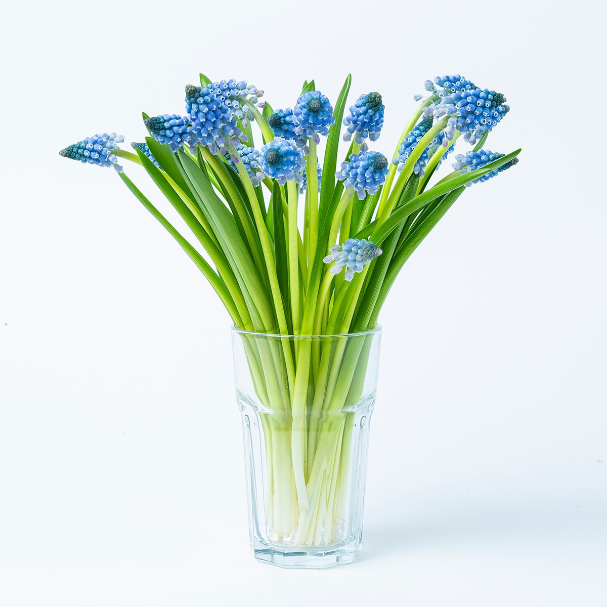 Blauwe druifjes in vaas