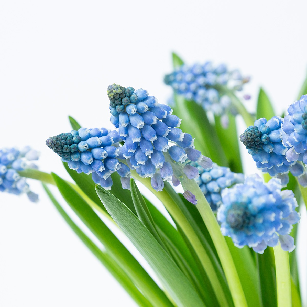 Blauwe druifjes ingezoomd