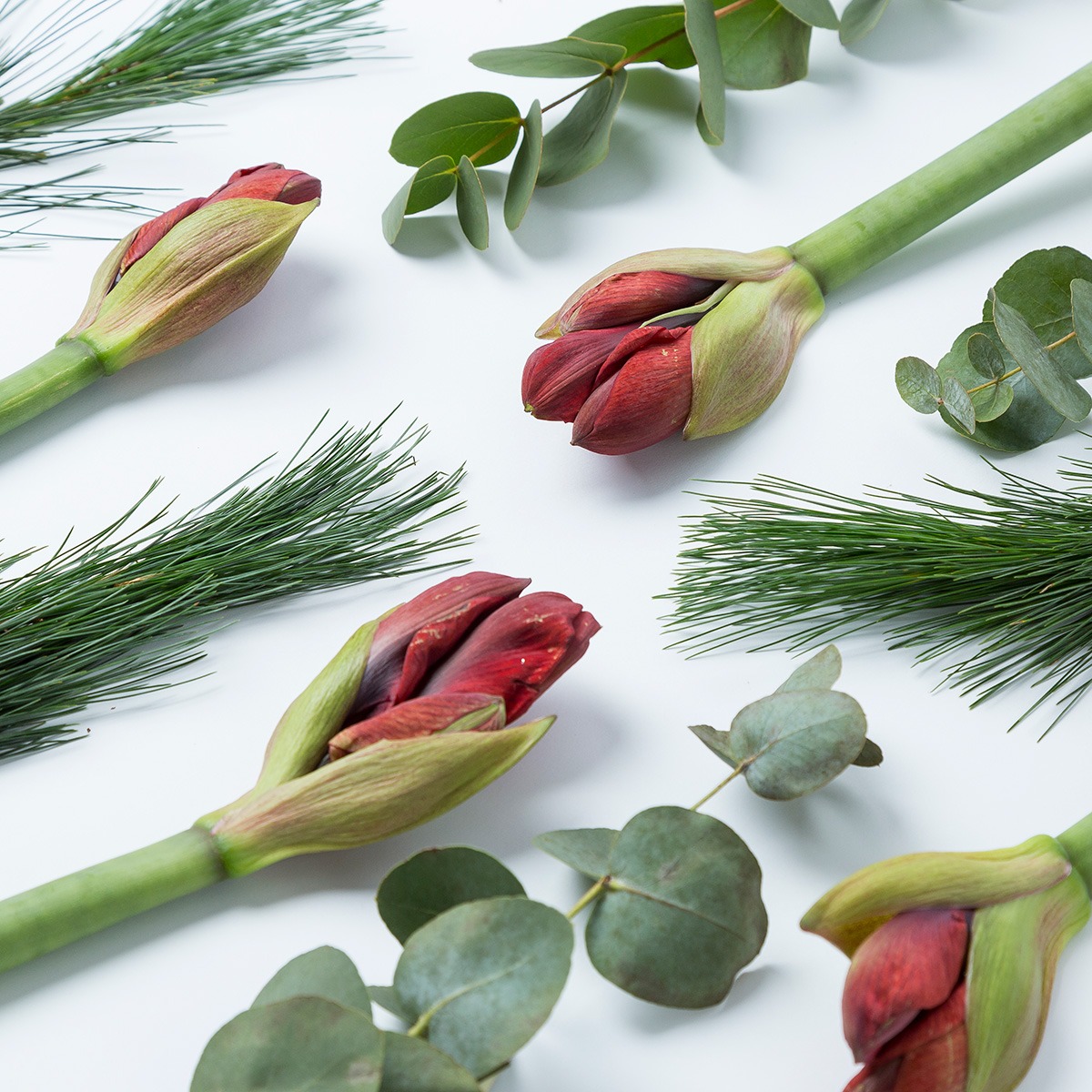 Amaryllis verzorging