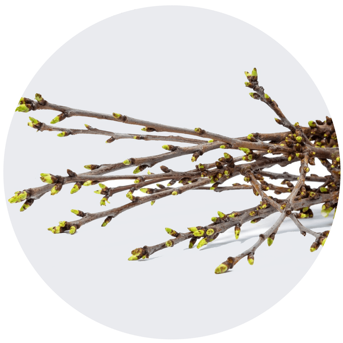 Kersenbloesem takken