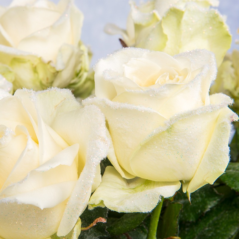 Rozen Snowy Mountain