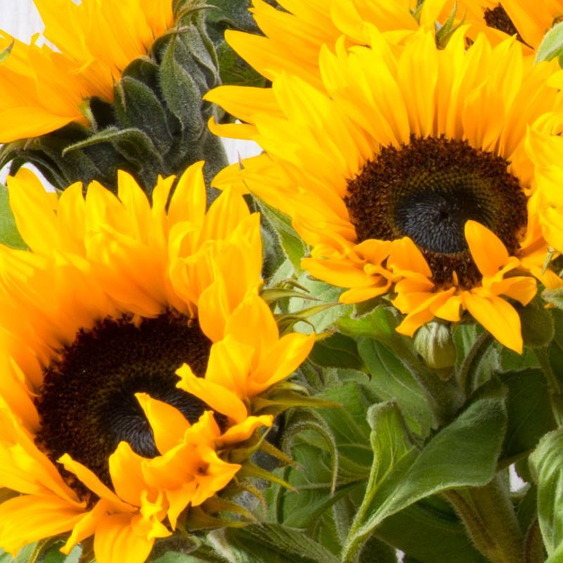 Zonnebloemen ingezoomd