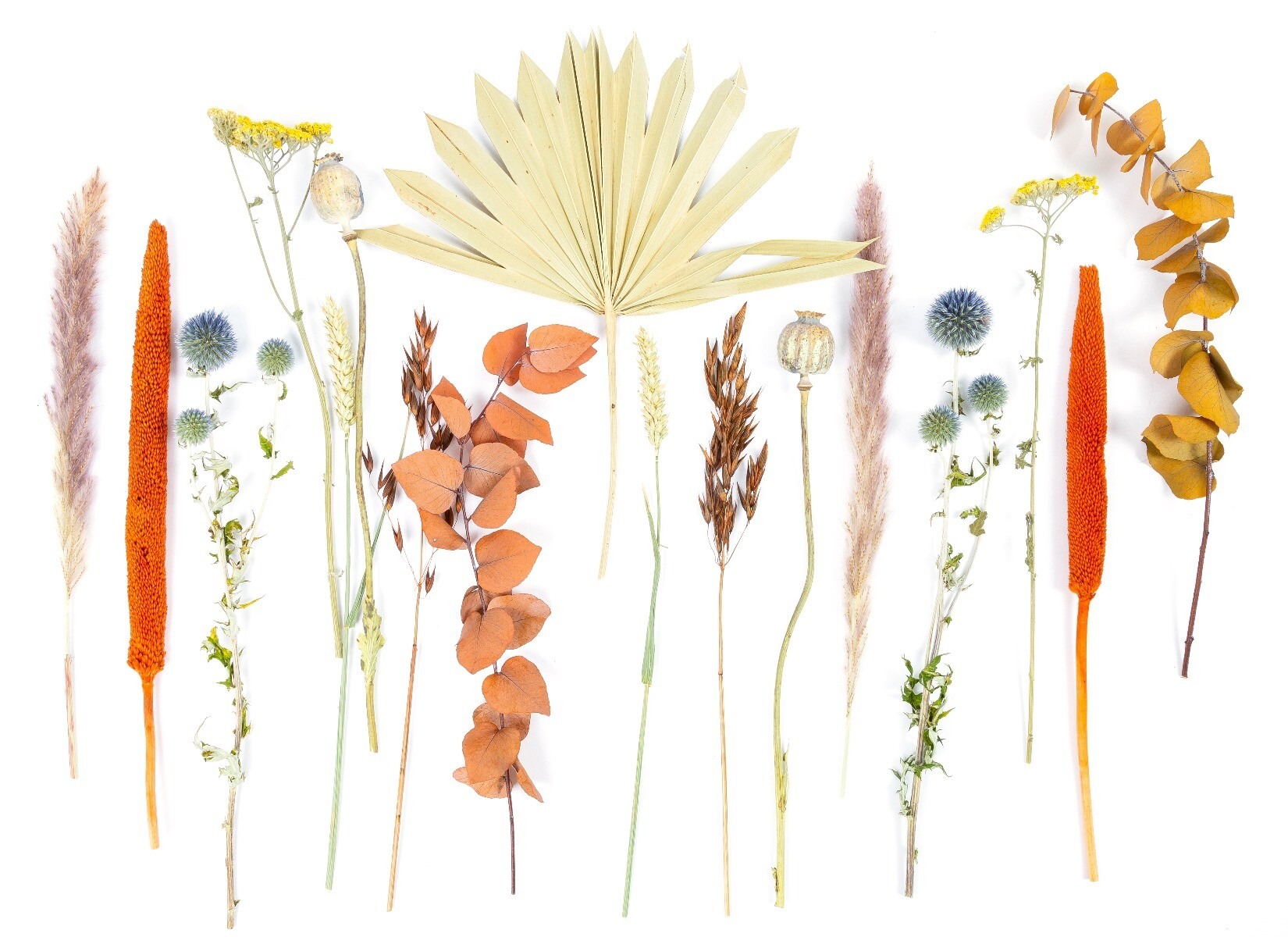 Droogbloemen overzicht whitewall