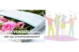 Wat zijn brievenbusbloemen