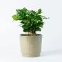 Koffieplantje (Coffea Arabica) inclusief sierpot