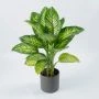 Dieffenbachia Tropic Snow bovenaanzicht
