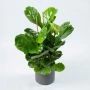 Ficus Lyrata Bambino bovenaanzicht