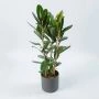 Ficus Tresor 100cm kamerplant bovenaanzicht