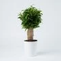 Ficus Natasja op stam (35cm) in witte pot