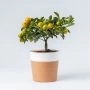 Mini mandarijnenboompje inclusief pot
