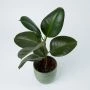 Rubberplant inclusief pot bovenaanzicht