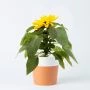Zonnebloem plantje inclusief Terra Cotta Pot