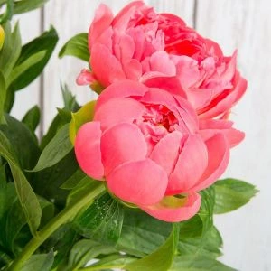 Roze Pioenrozen | 10 stelen