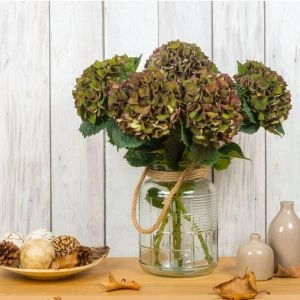 Hortensia's Rood-Groen