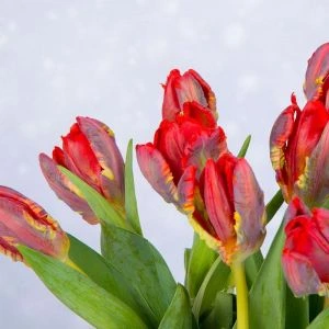 Rode Kersttulpen | 10 stelen