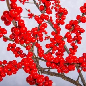 Rode Kersttakken | 5tak