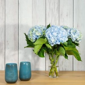 Hortensia's Verena Blauw