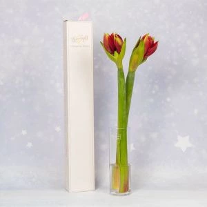 Duo Amaryllis Rood | 2 stelen