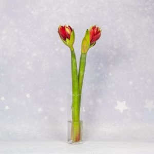 Twee rode amaryllisen in vaas