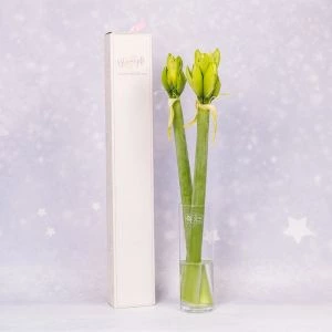 Duo Amaryllis Wit | 2 stelen