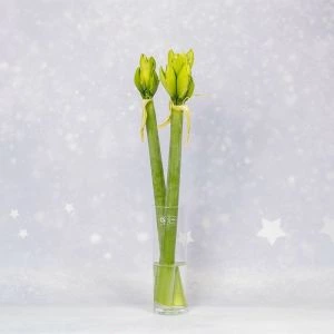 2 witte Amaryllissen op vaas