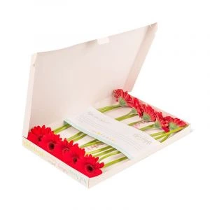 Brievenbus Gerbera's rood