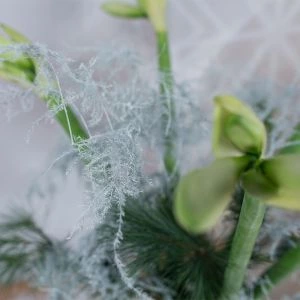 Boeket Amaryllis Snowwhite