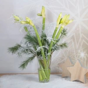 Wit Amaryllis boeket in vaas