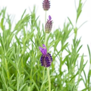 Lavendula Anouk plantjes