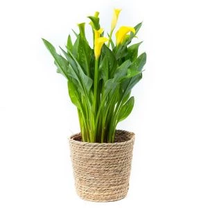 Zantedeschia (Calla) in rieten mand