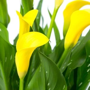 Zantedeschia Geel