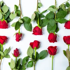 Rode Rozen | 10 t/m 100