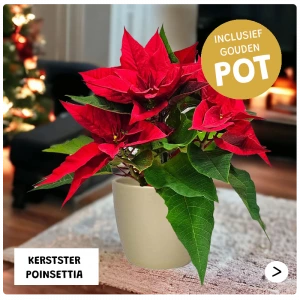Kerstster Euphorbia