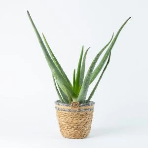 Aloë Vera in mand (modelfoto)