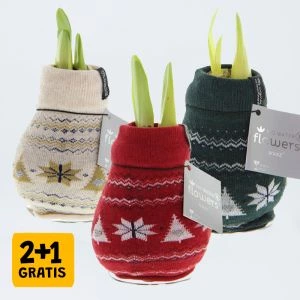 Amaryllis bollen No Water Flowers Waxz