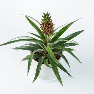 Ananas Amigo inclusief pot bovenaf