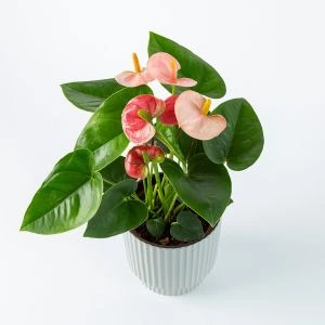 Flamingoplant Roze 