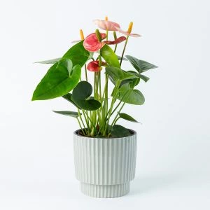 Roze Anthurium plant inclusief sierpot