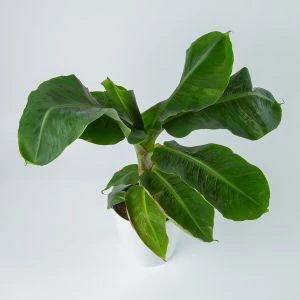 Bananenplant Musa Dwarf bovenaanzicht