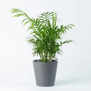 Mexicaanse dwergpalm in grijze sierpot