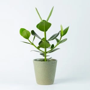 Clusia Rosea | Varkensboom