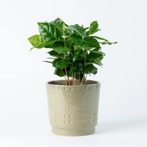 Koffieplantje (Coffea Arabica) inclusief sierpot