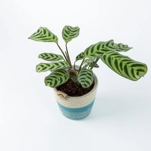 Ctenanthe Burle Marxii modelfoto bovenaf