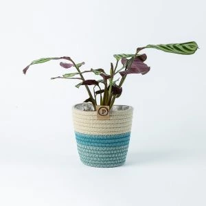 Ctenanthe Burle Marxii