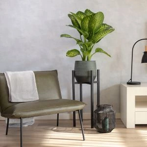 Dieffenbachia Tropic Snow