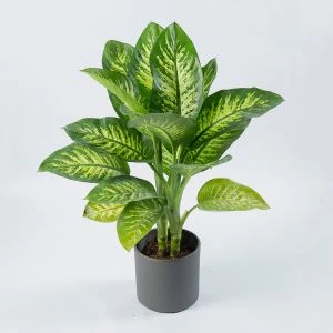 Dieffenbachia Tropic Snow bovenaanzicht