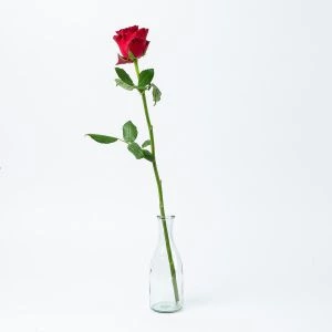 Enkele rode roos in Maroni vaasje