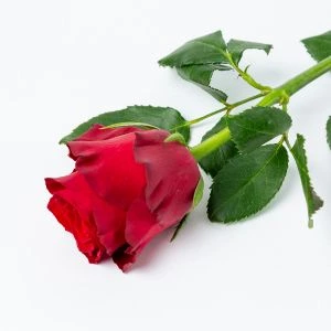 Lange rode roos | 55cm 