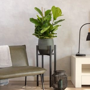 Ficus Lyrata Bambino